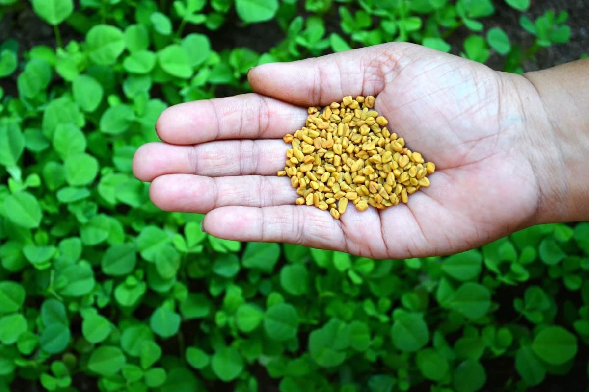 cỏ cà ri lợi sữa
