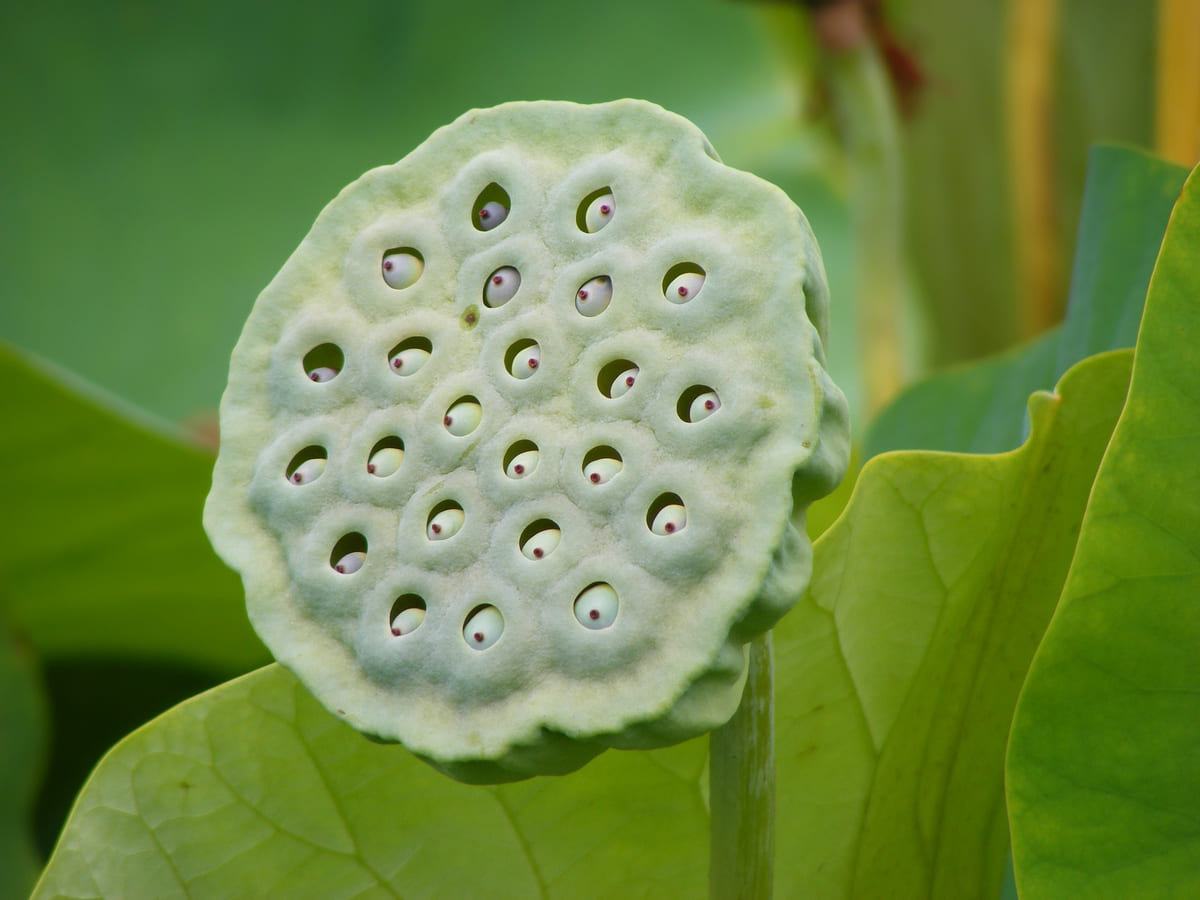 trypophobia hội chứng sợ lỗ trypophobia hội chứng sợ lỗ