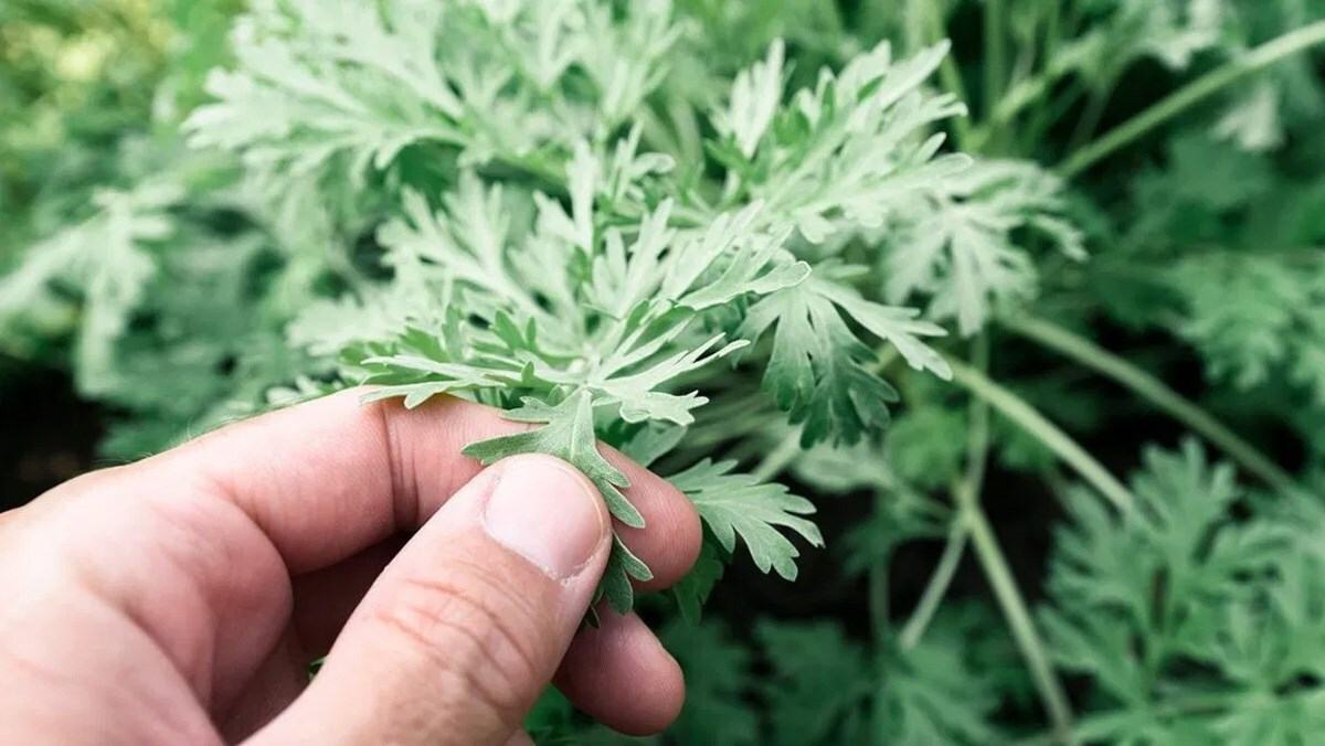 Mẹo dân gian làm đẹp sau sinh bằng ngải cứu Mẹo dân gian làm đẹp sau sinh bằng ngải cứu