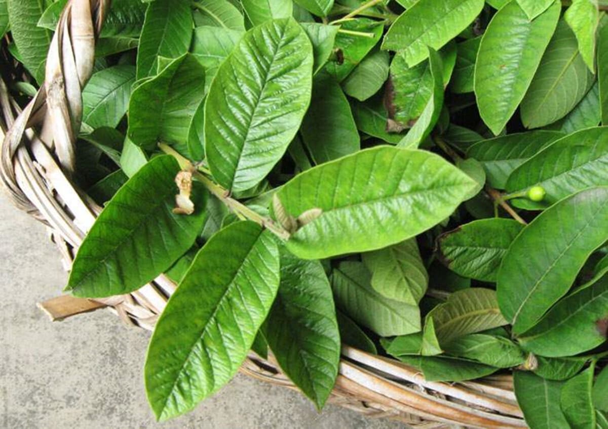 cách chữa tiểu đường bằng lá ổi