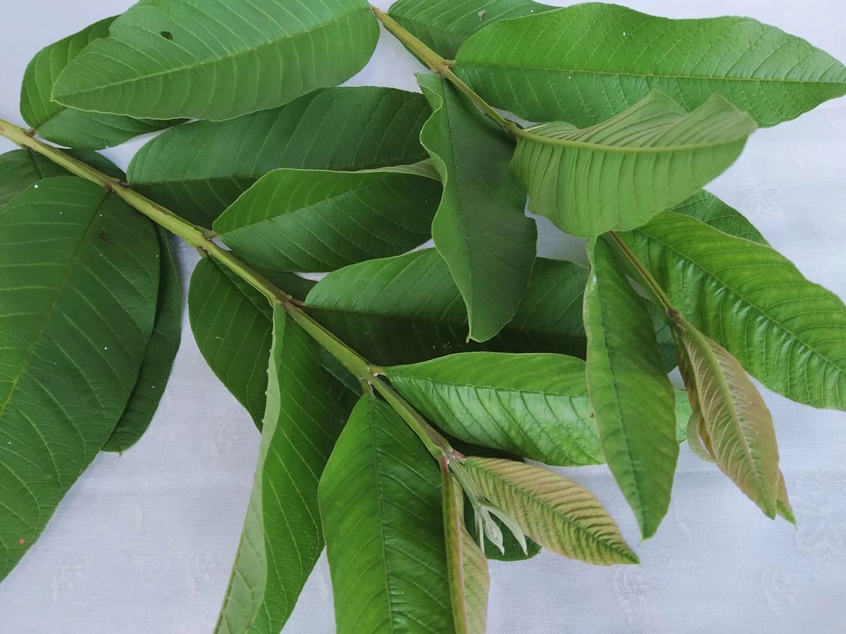 trị tiểu đường bằng lá ổi 