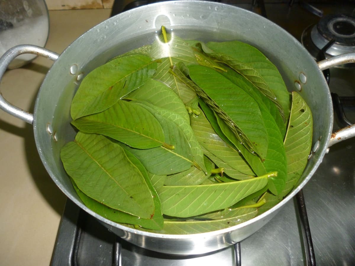 Uống lá ổi trị tiểu đường