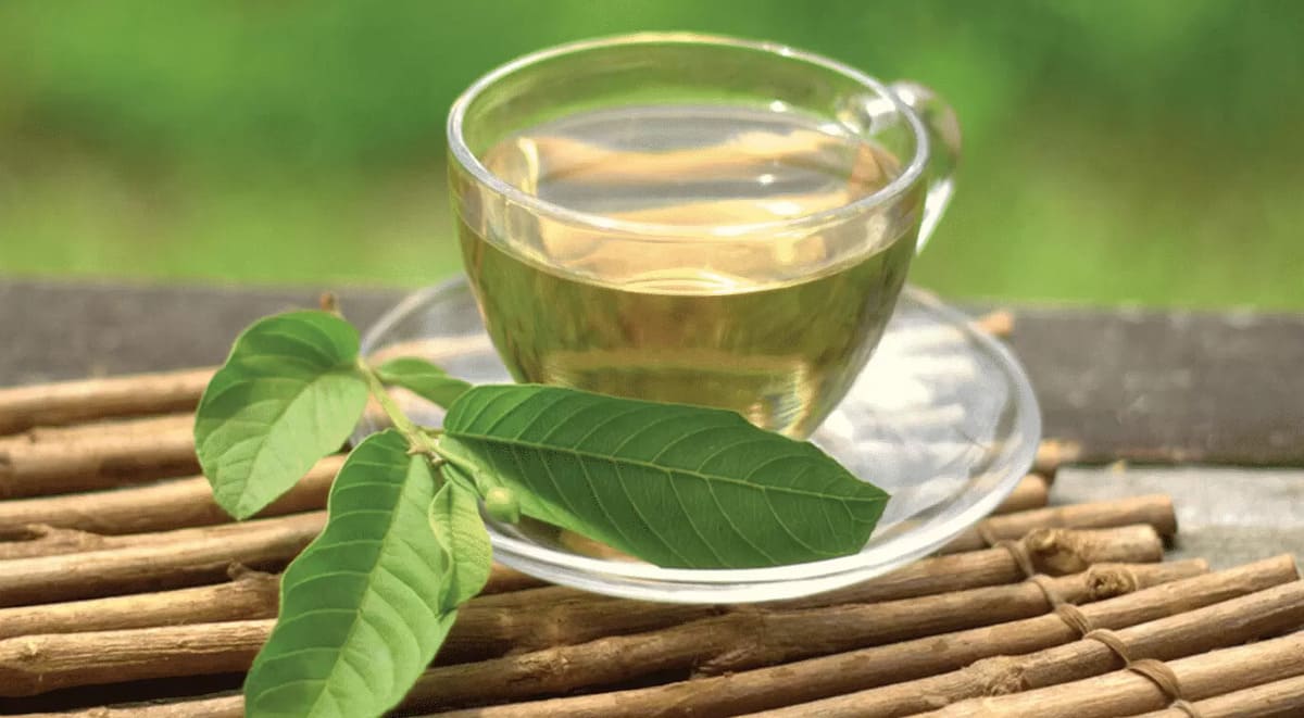 uống lá ổi chữa tiểu đường