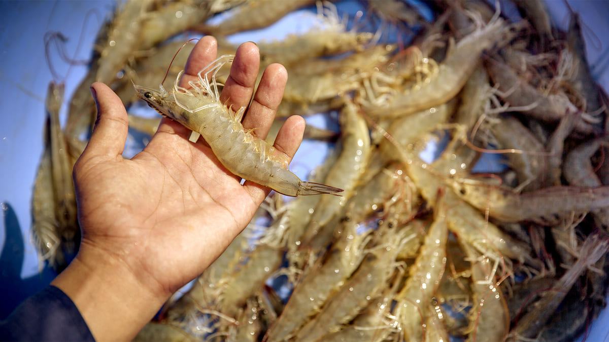 cách chọn mua tôm tít ngon cách chọn mua tôm tít ngon