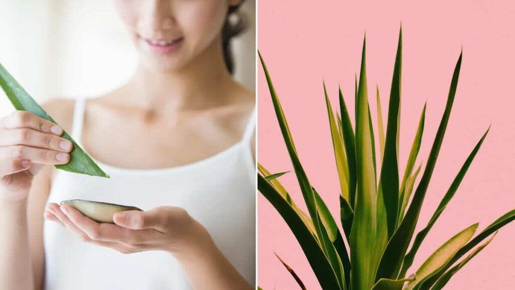 cách dưỡng da bằng nha đam