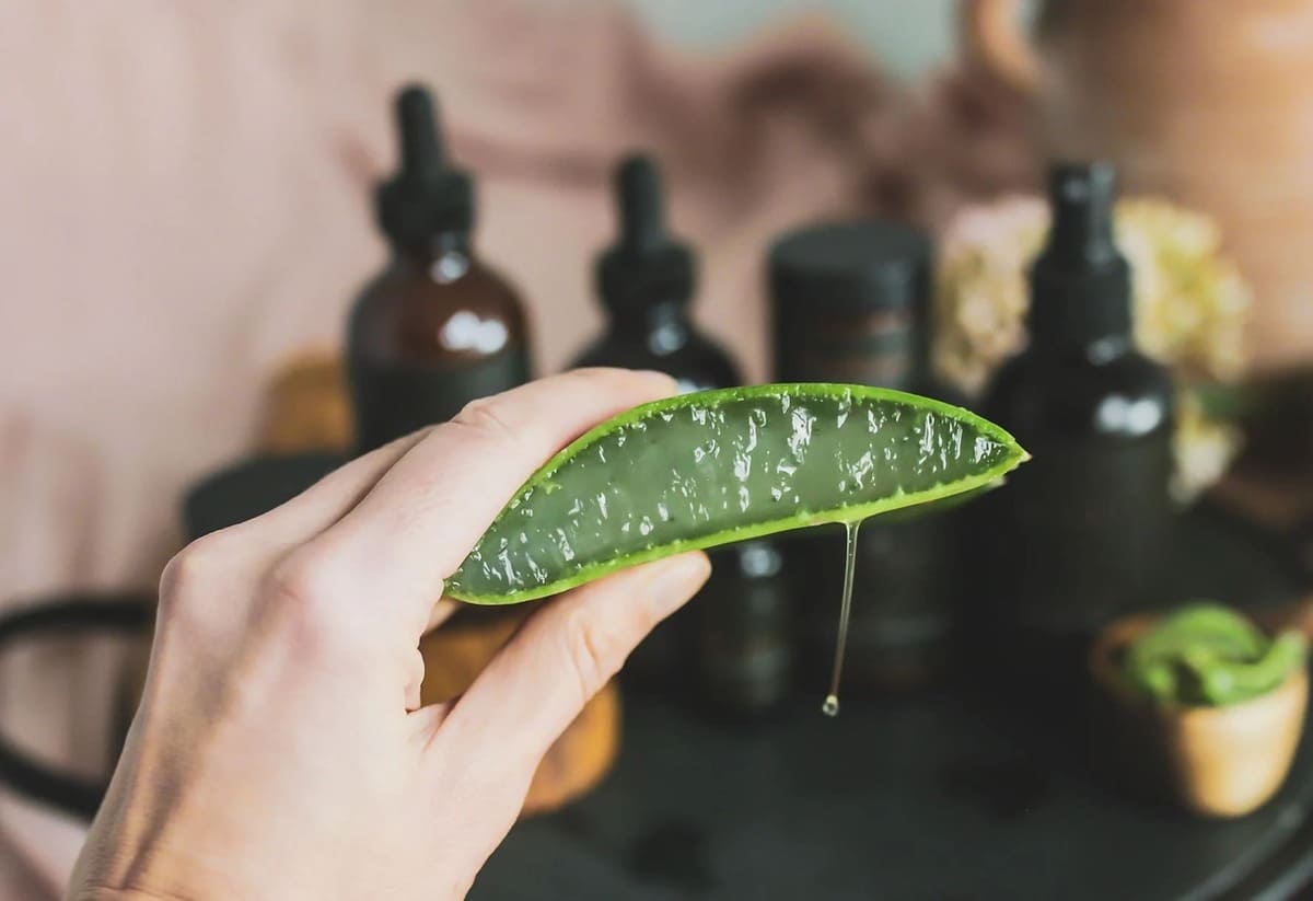 cách dưỡng da bằng nha đam cách dưỡng da bằng nha đam