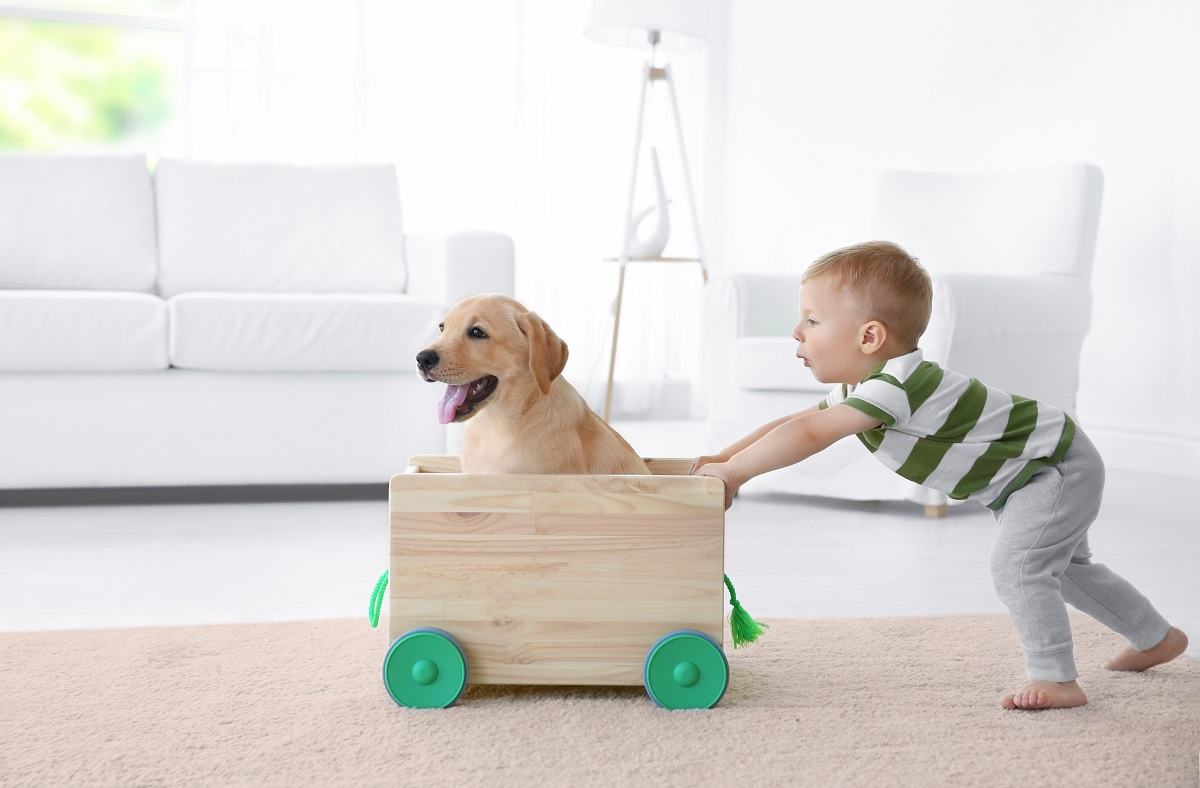 dấu hiệu bệnh sán chó ở trẻ em dấu hiệu bệnh sán chó ở trẻ em