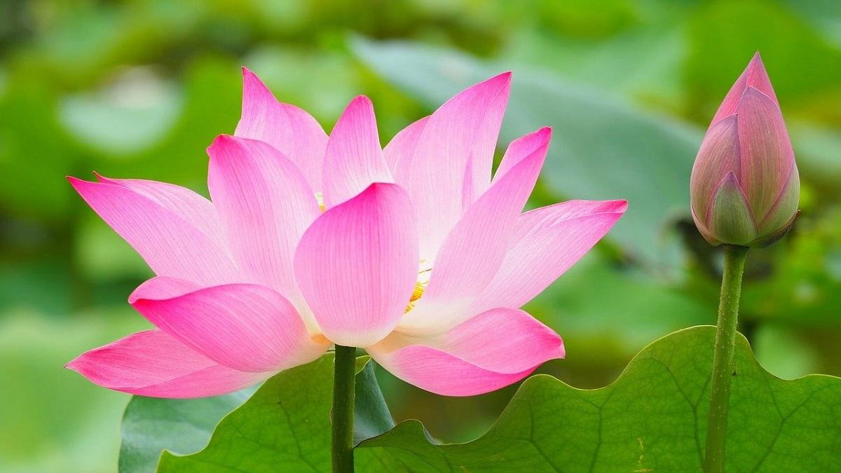 địa điểm du lịch đồng tháp