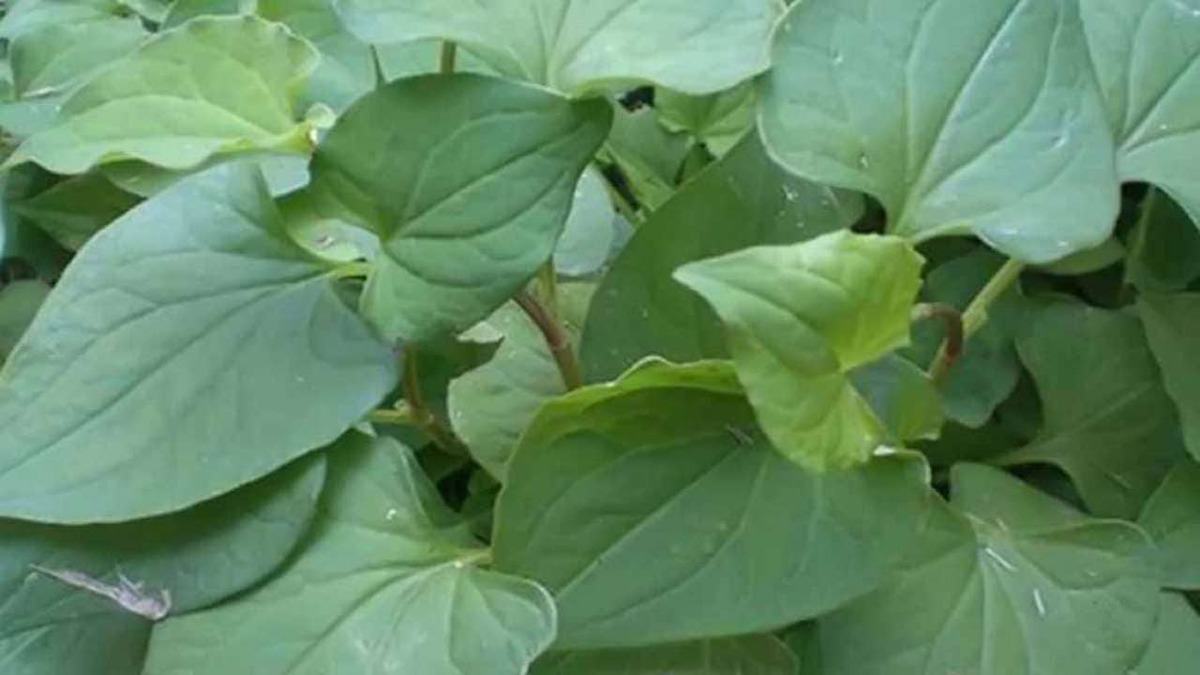 trị táo bón bằng rau diếp cá khô trị táo bón bằng rau diếp cá khô