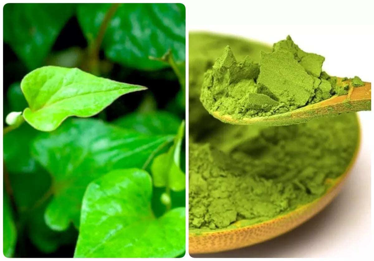 bột rau diếp cá bột rau diếp cá