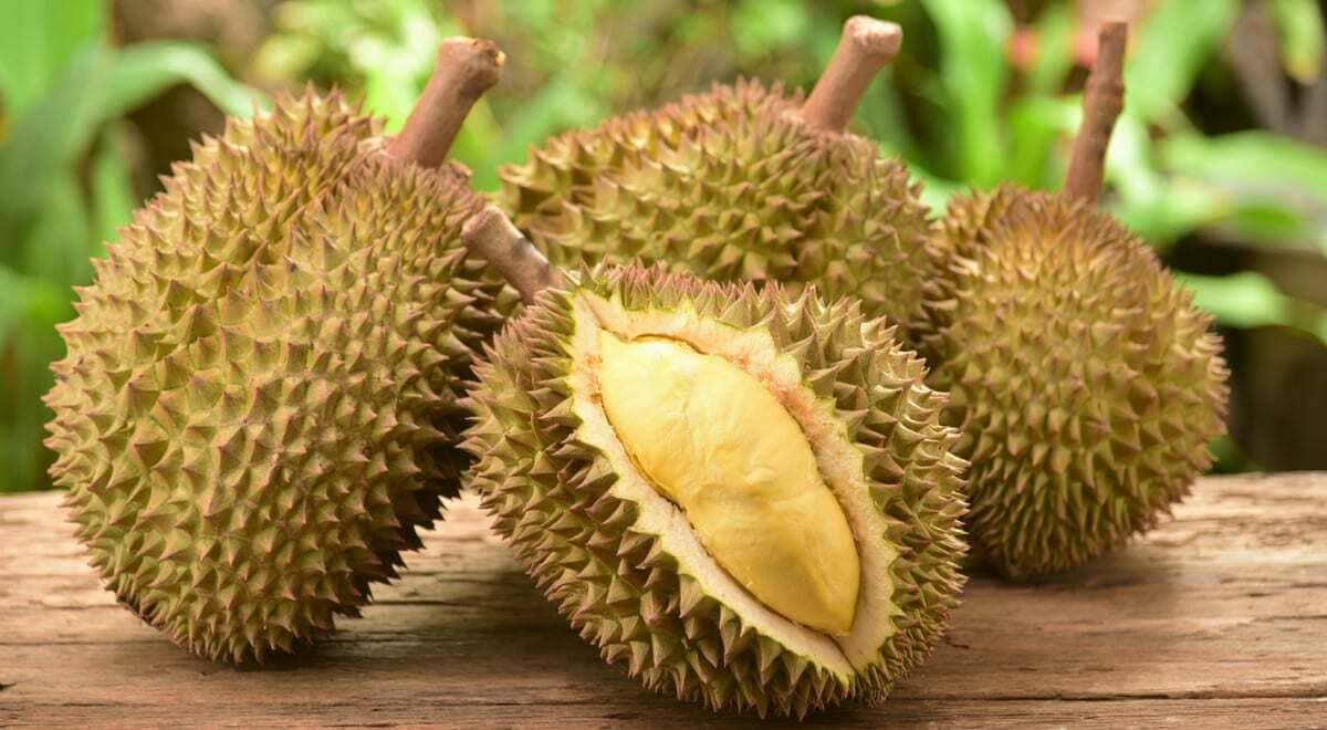 sầu riêng tăng cân
