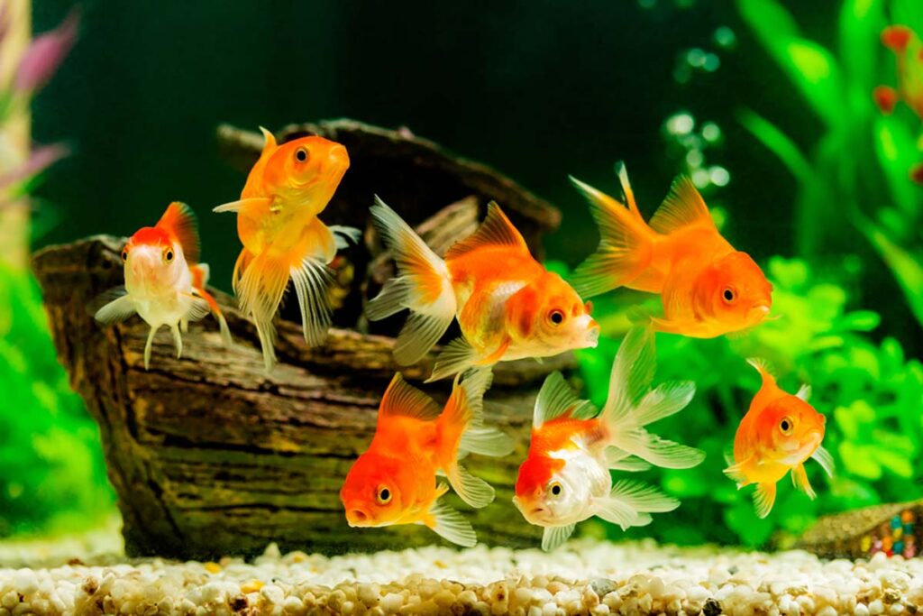 Cách chăm sóc cá cảnh không bị chết cho người mới