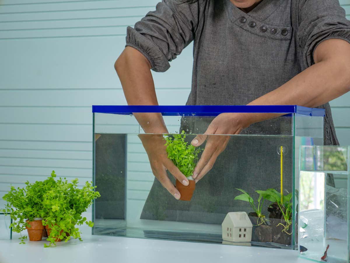 hồ cá cách chăm sóc cá cảnh và chọn hồ phù hợp