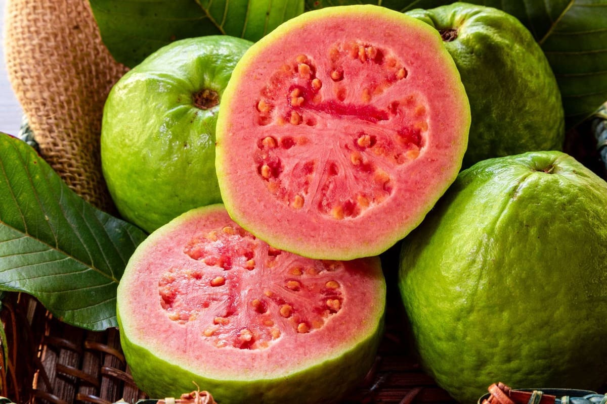 công dụng của quả ổi công dụng của quả ổi