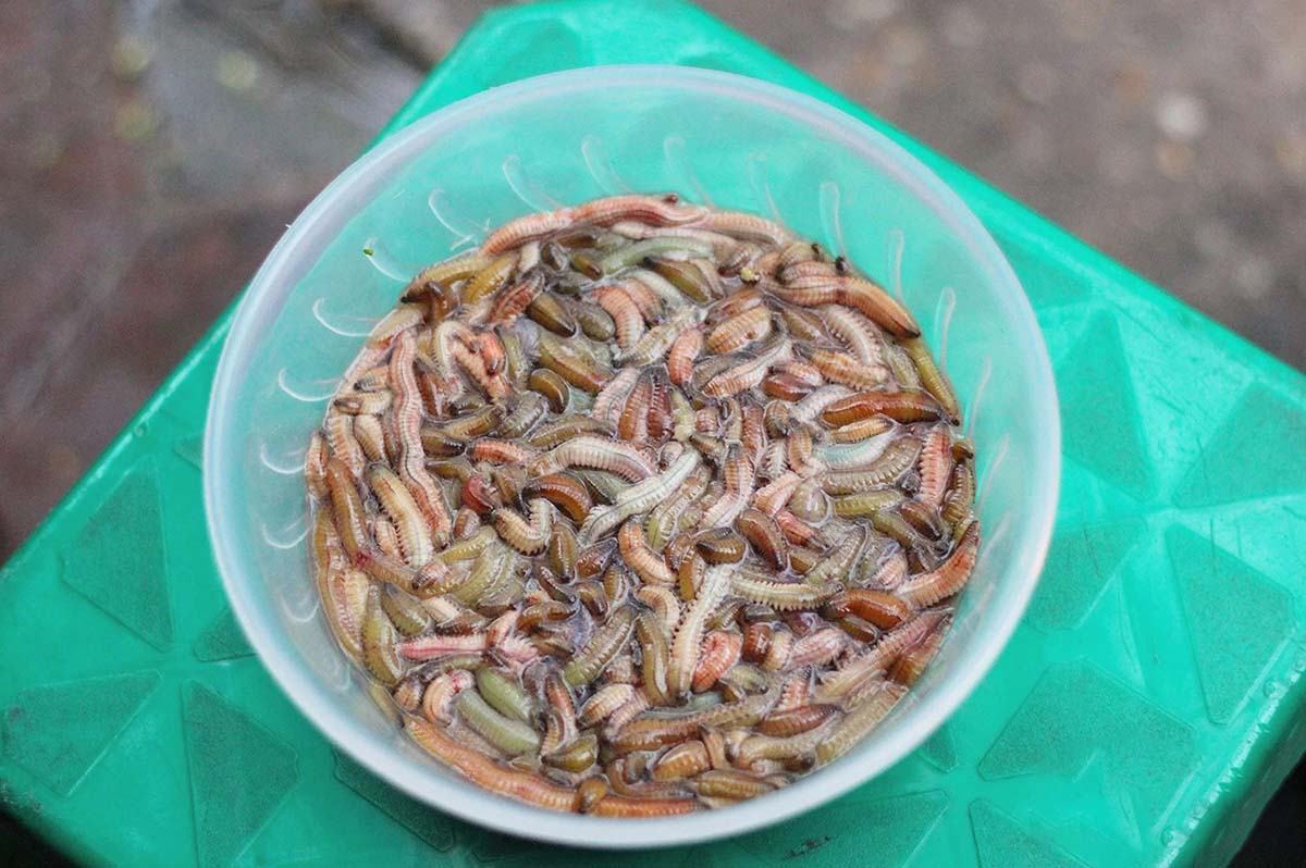 cách làm chả rươi miền Trung