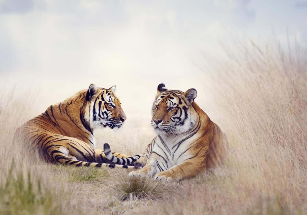 con số may mắn theo ngày sinh
