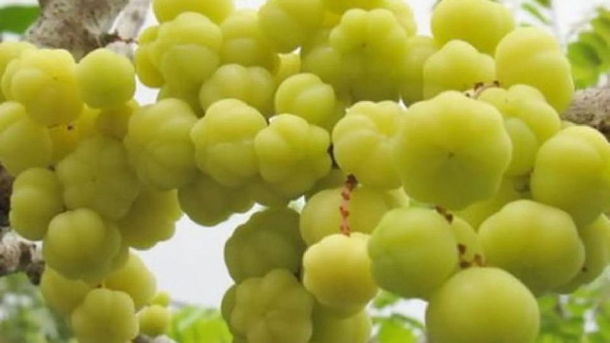 3 Cách làm mứt chùm ruột chua ngọt lạ miệng 37 trái chùm ruột