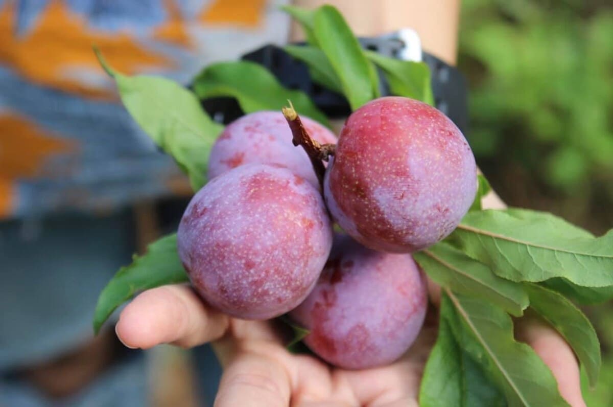 Bản đồ du lịch Việt Nam tháng 4 Bản đồ du lịch Việt Nam tháng 4