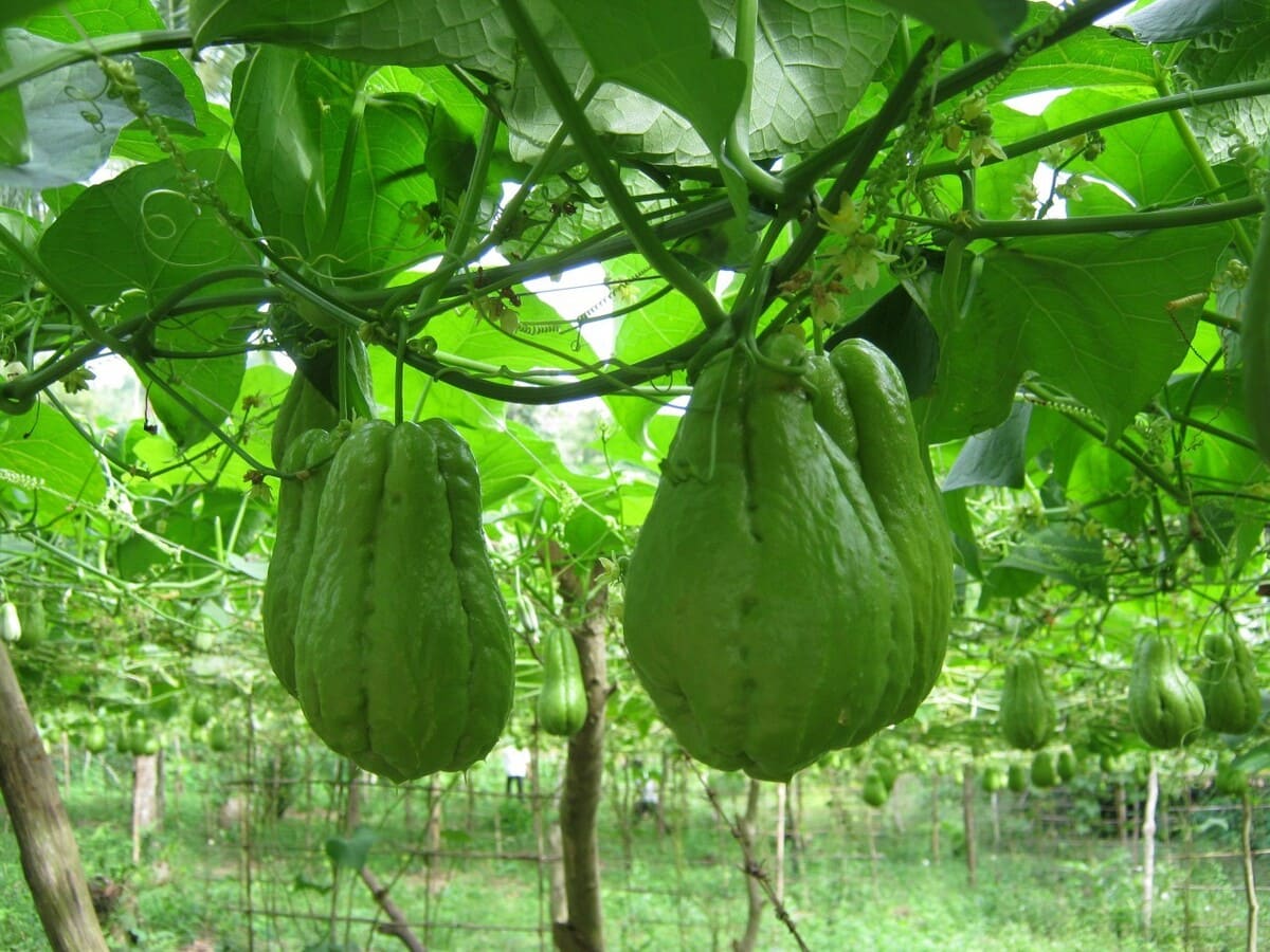 bản đồ du lịch việt nam tháng 7 bản đồ du lịch việt nam tháng 7