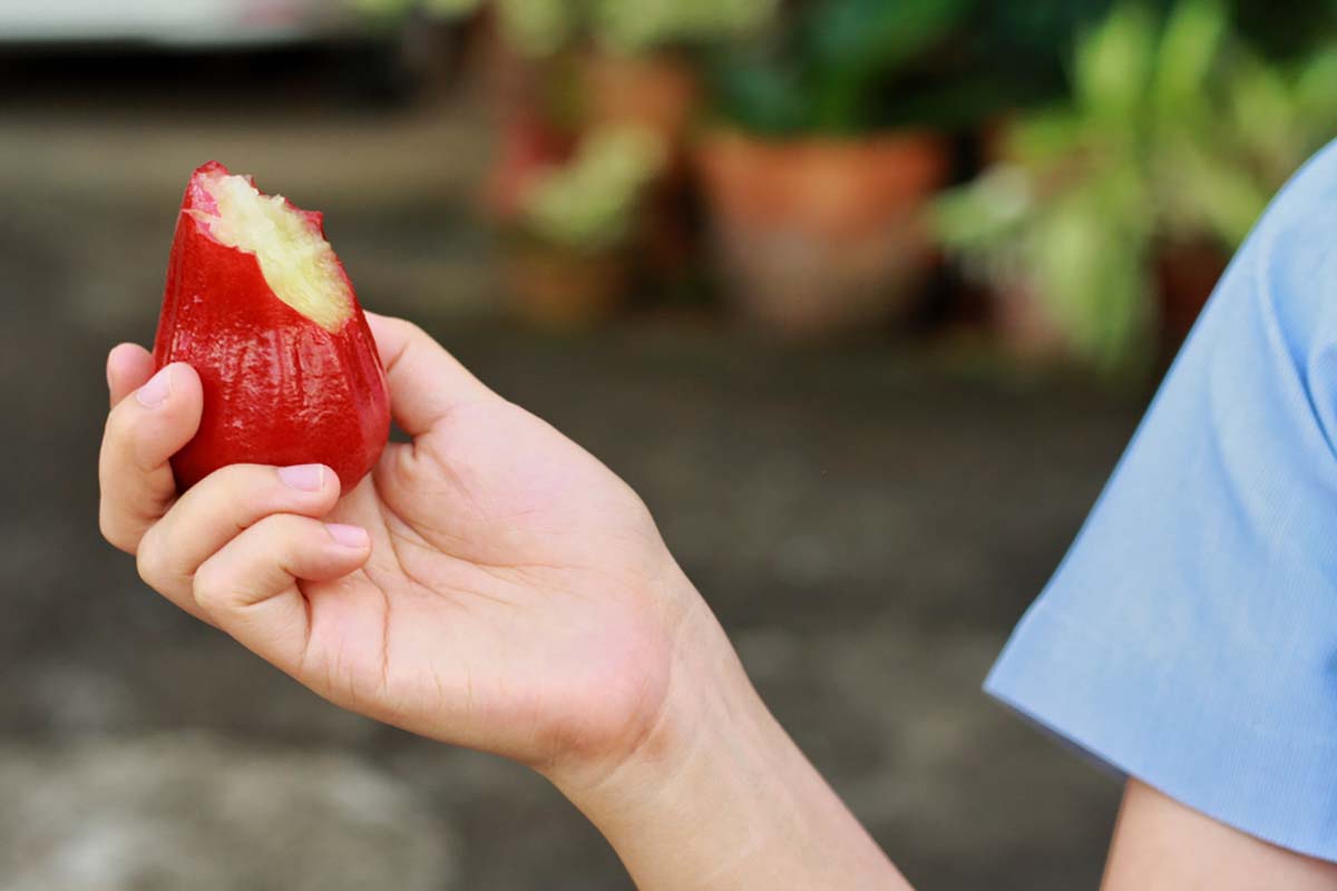 Bầu ăn mận được không và mận miền Nam Bầu ăn mận được không và mận miền Nam