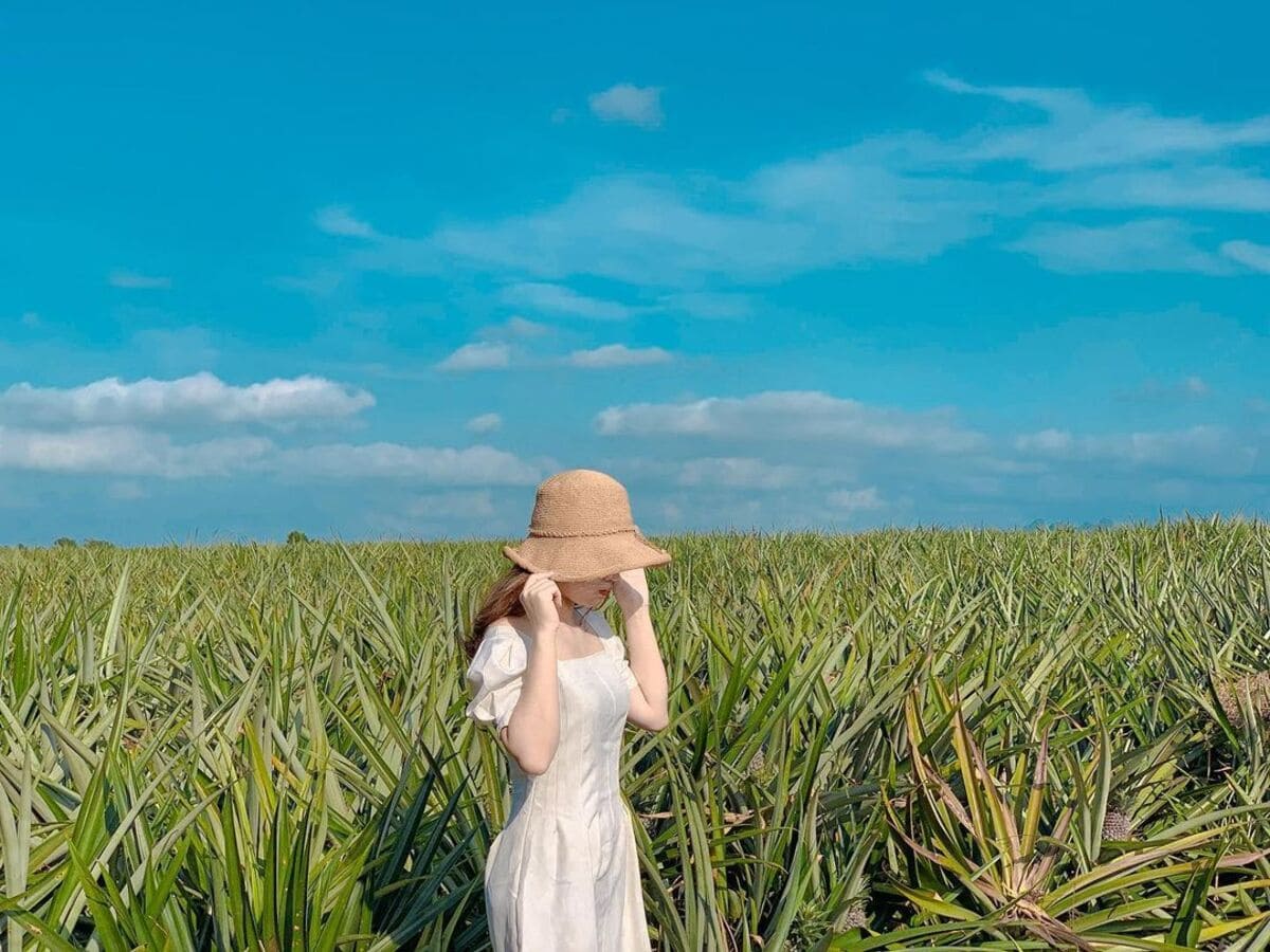 Đồi dứa Tam Điệp kinh nghiệm đi du lịch ninh bình