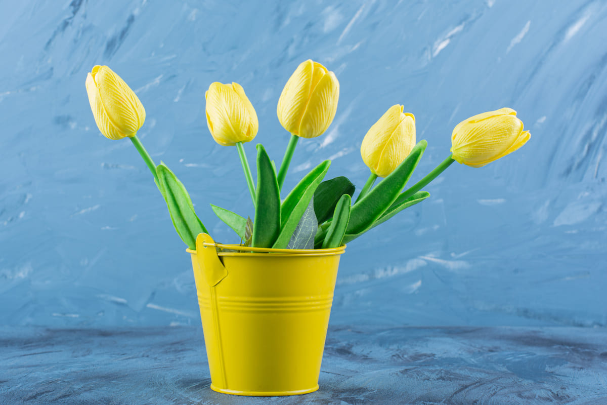 chăm sóc hoa tulip cắt cành Một số lưu ý khi chăm sóc hoa tulip cắt cành