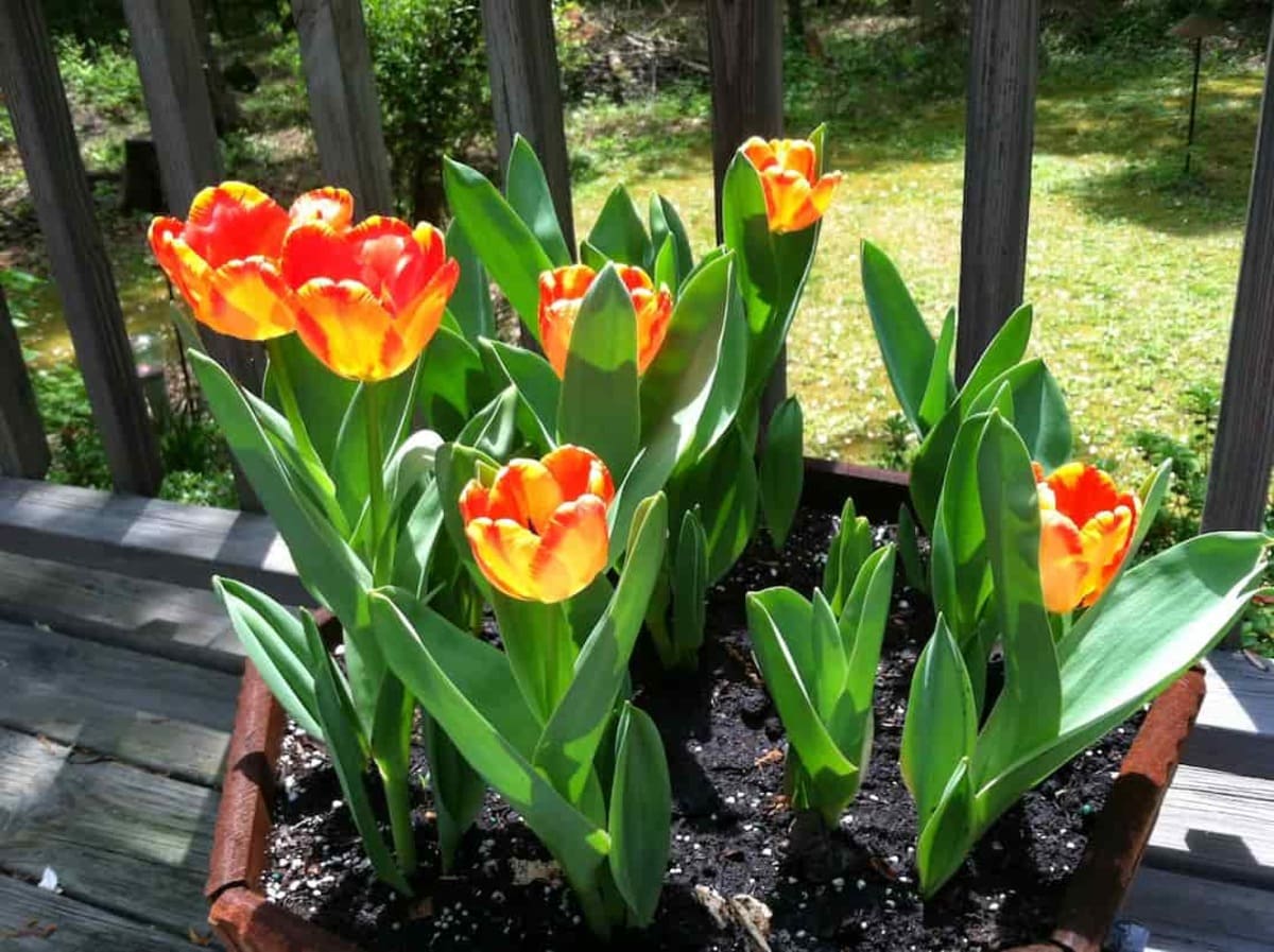 bí quyết chăm sóc hoa tulip trồng chậu tươi lâu Cách chăm sóc hoa tulip trồng chậu tươi lâu