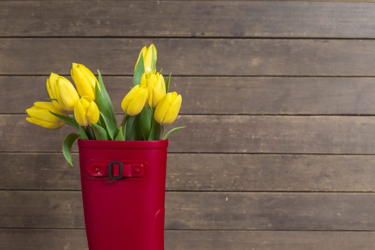 chăm sóc hoa tulip cắt cành lâu héo bí quyết chăm sóc hoa tulip cắt cành