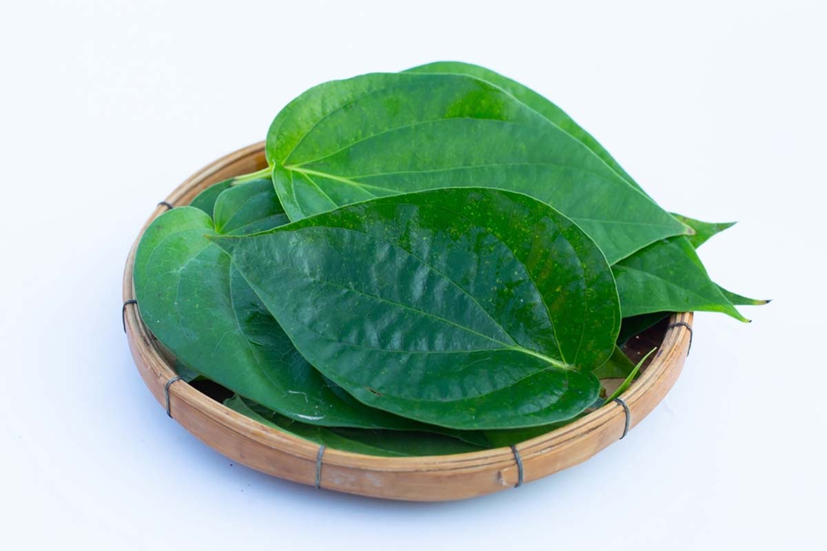 mẹo dân gian chữa sôi bụng ở trẻ sơ sinh với lá trầu không mẹo dân gian chữa sôi bụng ở trẻ sơ sinh với lá trầu