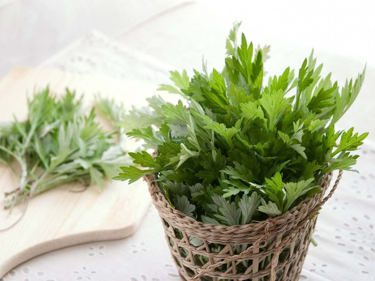Trẻ phát ban sau sốt có được tắm không, tắm bằng lá ngải cứu Trẻ phát ban sau sốt có được tắm không, tắm với lá ngải cứu