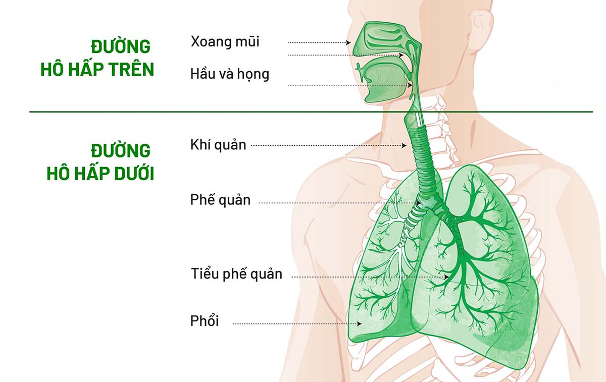 nguyên nhân viêm đường hô hấp trên 