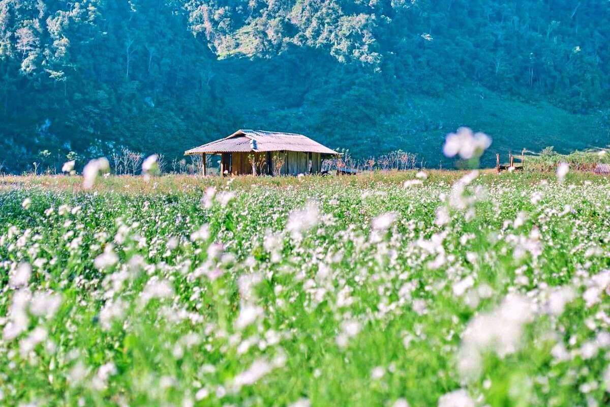 Nên đi du lịch Mộc Châu trong bao nhiêu ngày