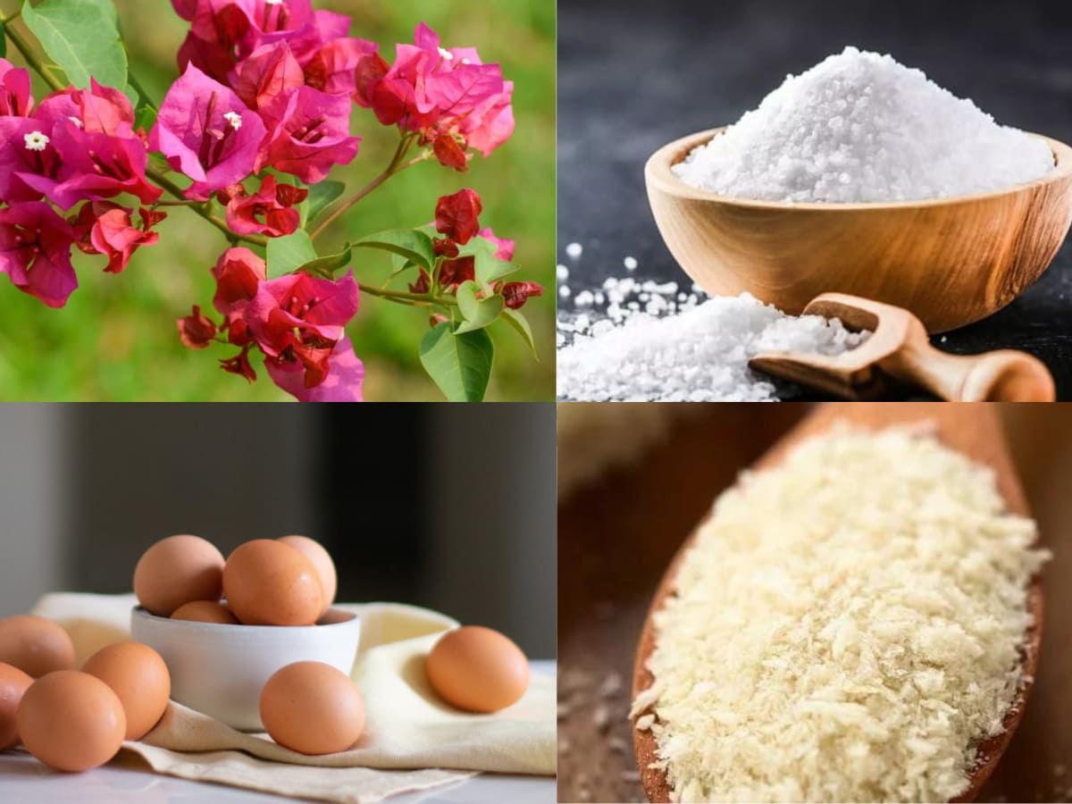 Hướng dẫn nguyên liệu làm hoa giấy chiên giòn Hướng dẫn cách làm hoa giấy chiên giòn