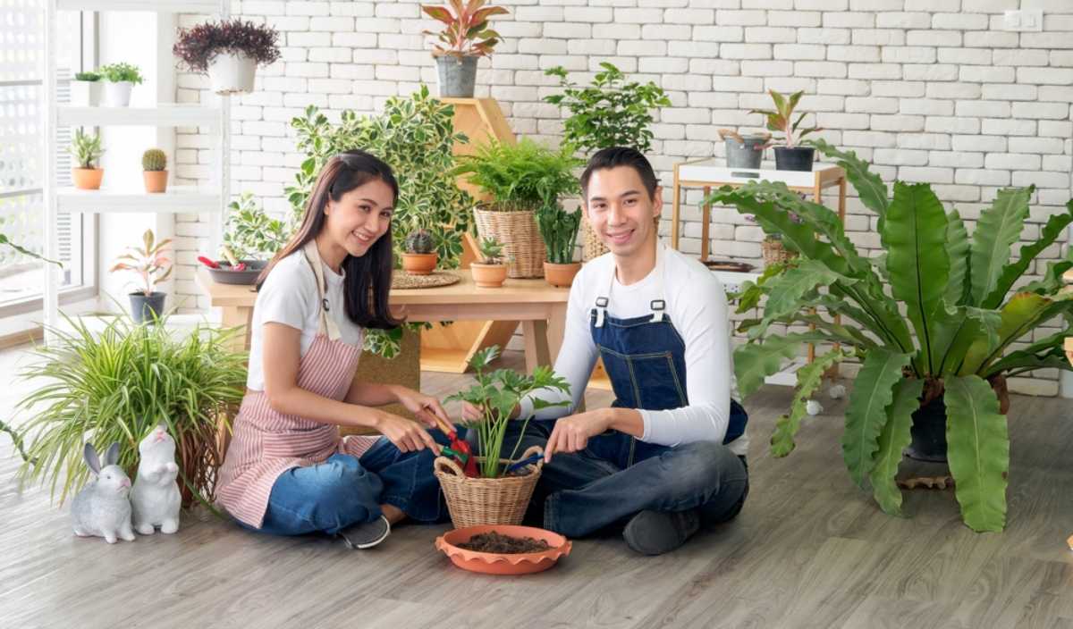 Trang trí cây xanh trong nhà có trẻ nhỏ thì nên chọn cây gì?