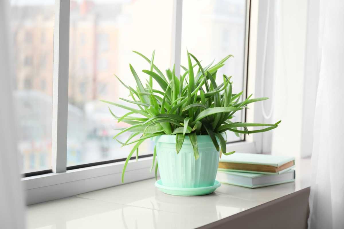 Chọn gì để trang trí cây xanh trong nhà Chọn gì để trang trí cây xanh trong nhà