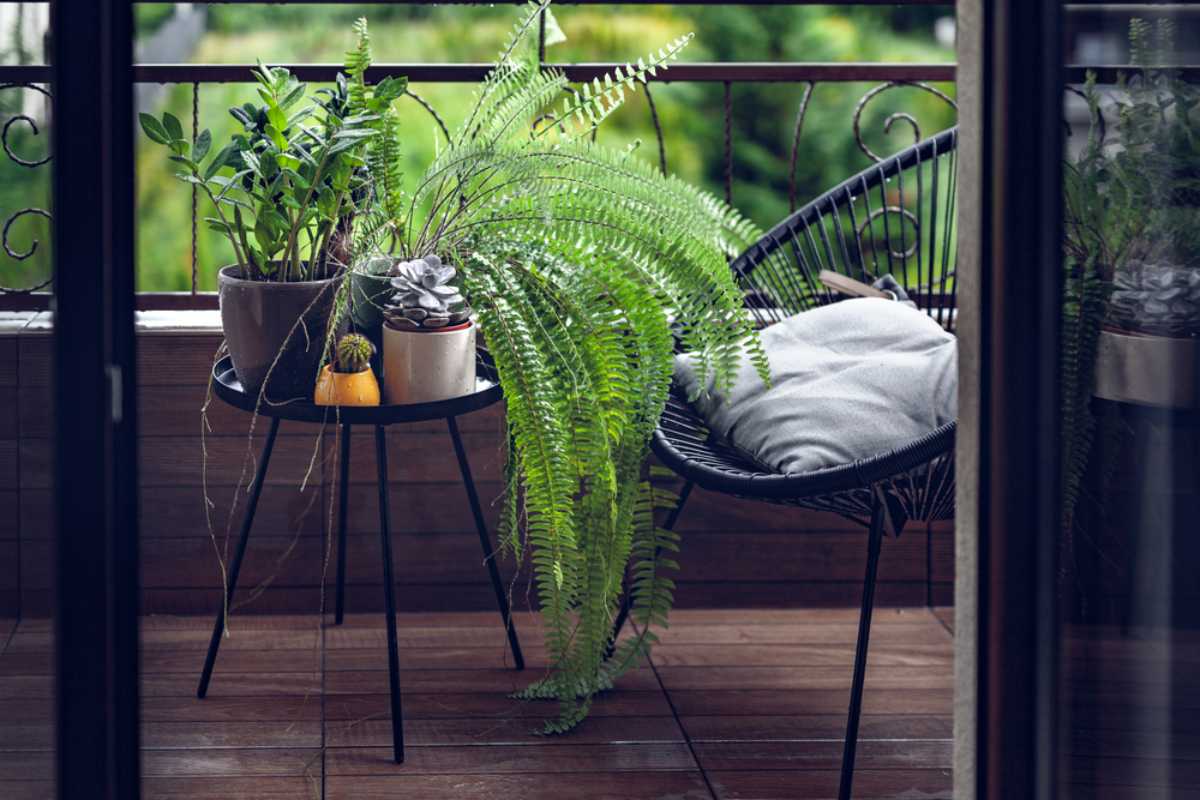trang trí cây xanh trong nhà với cây dương xỉ trang trí cây xanh trong nhà với cây dương xỉ
