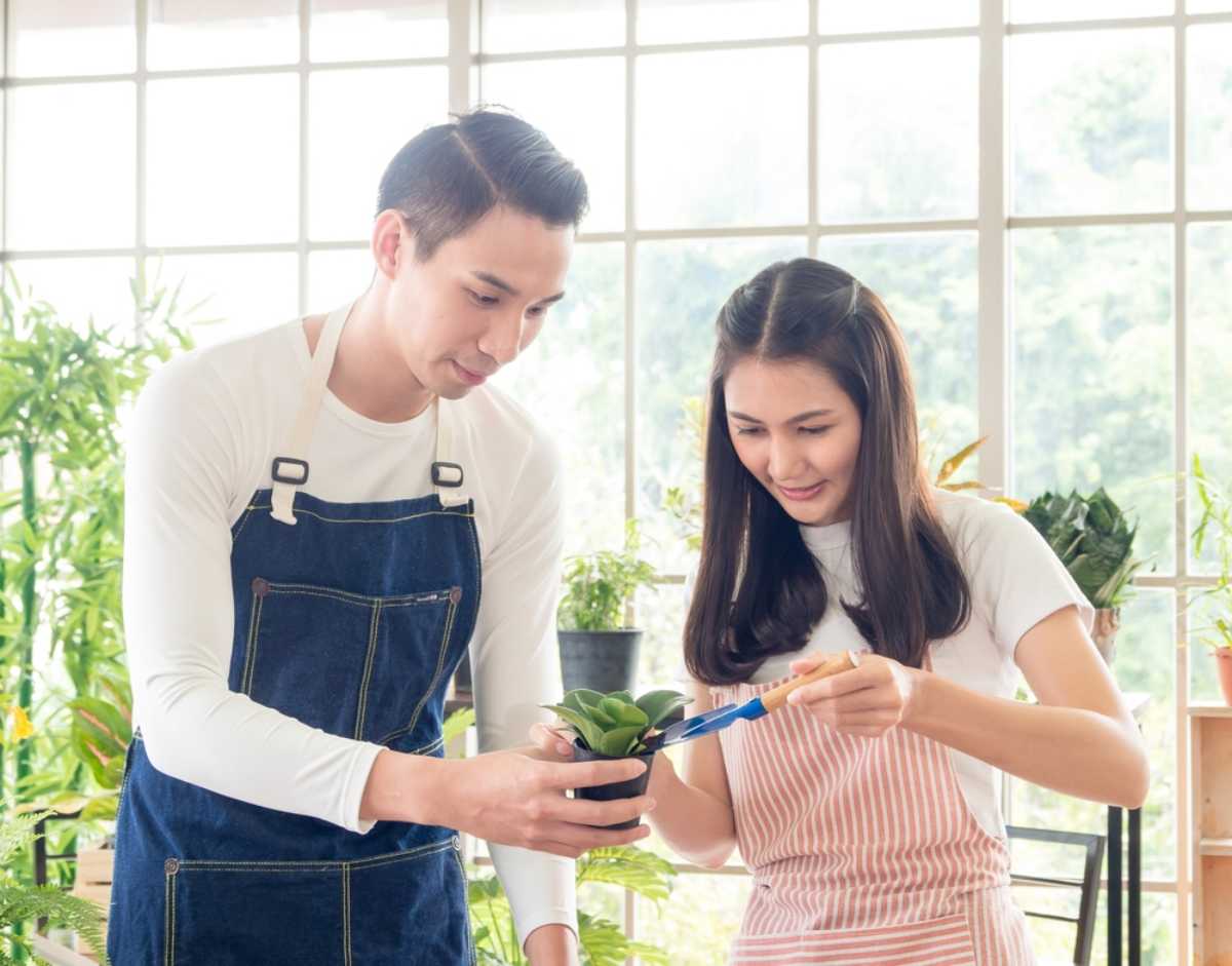 bí kíp trang trí cây xanh trong nhà tươi tốt mẹo trang trí cây xanh trong nhà tươi tốt