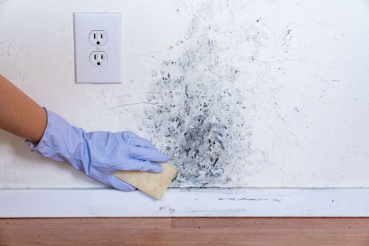 cách diệt nấm mốc