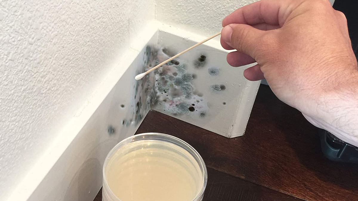 Cách phòng ngừa nấm mốc trong mùa mưa