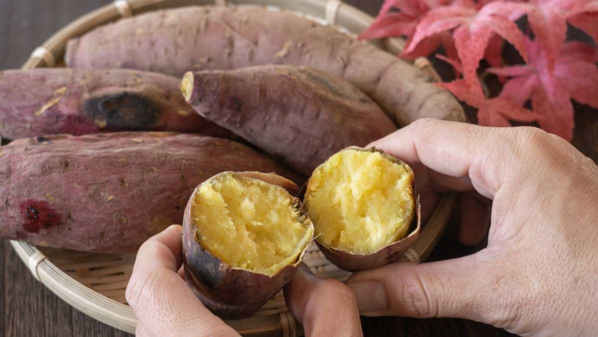 ăn khoai lang có tác dụng gì và các điều cần lưu ý ăn khoai lang có tác dụng gì và những điều cần lưu ý