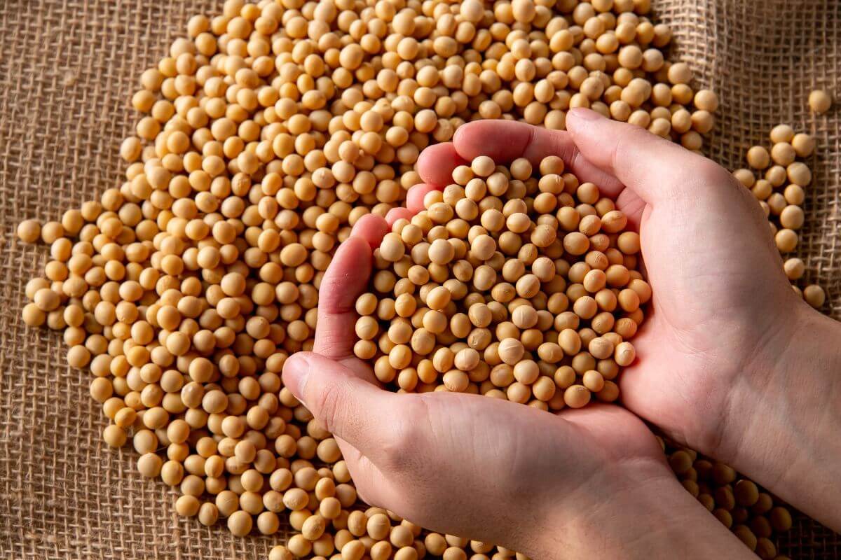 các thực phẩm giàu protein tốt cho chế độ ăn thực vật