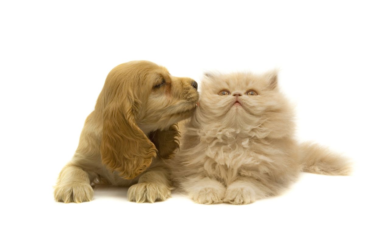 3 cách kiểm soát ảnh hưởng của lông chó mèo với trẻ sơ sinh