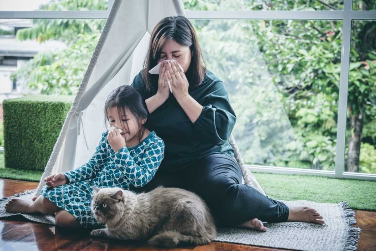 Nguyên nhân gây dị ứng lông chó mèo