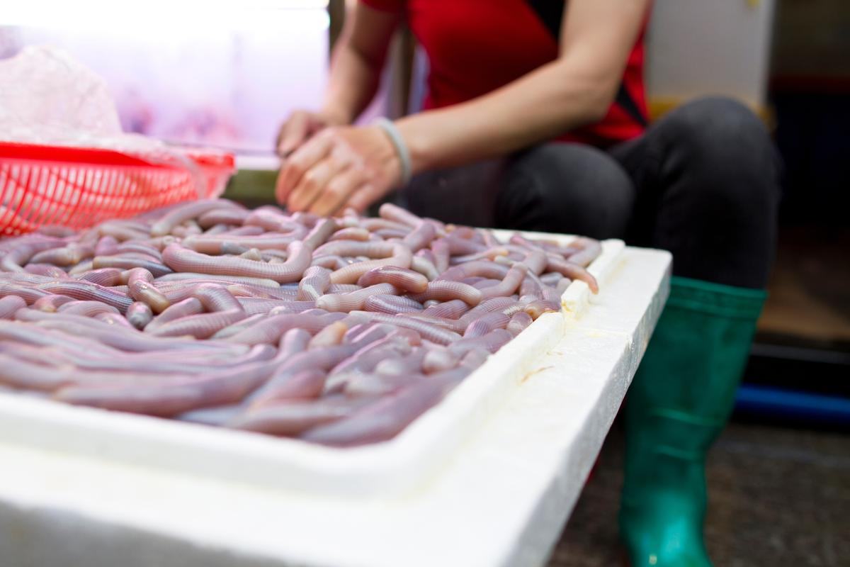 tìm hiểu sá sùng làm món gì khám phá sá sùng làm món gì