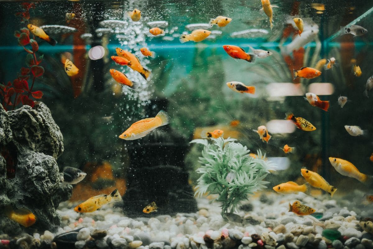 Hướng dẫn nuôi cá phong thủy cách nuôi cá phong thủy theo tuổi