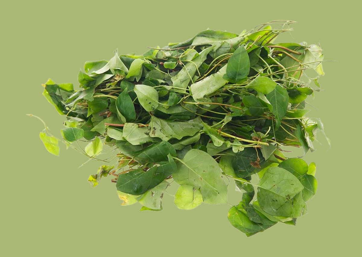 Bỏ túi ngay cách nấu canh gà lá giang chua thanh lạ miệng, đưa cơm 39 Mẹo chọn nguyên liệu nấu canh gà lá giang