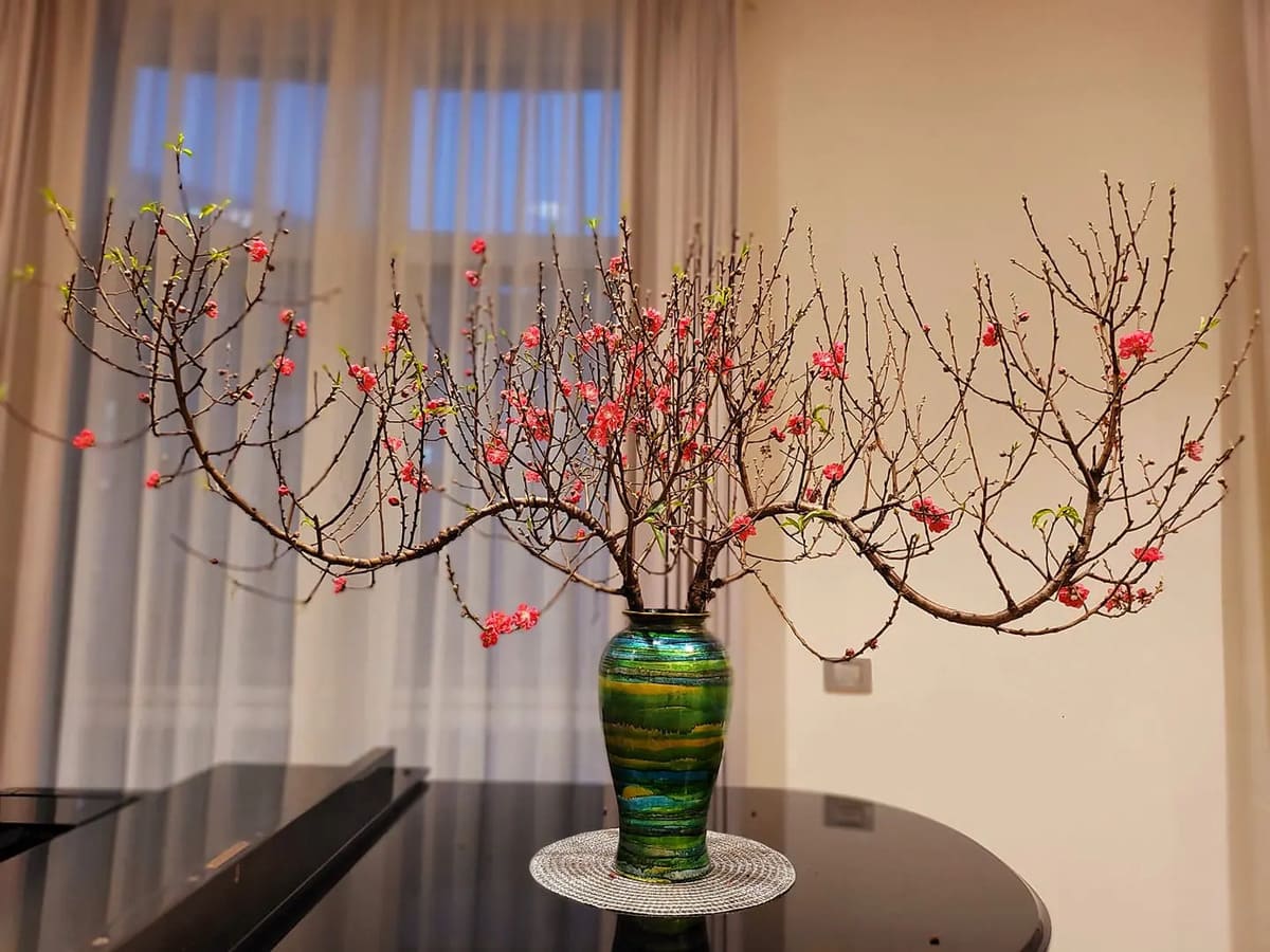 Cành đào bị héo phải làm sao và 8 bí quyết "phục sinh" cành đào trước Tết 39 cành đào bị héo phải làm sao để hoa tươi trở lại