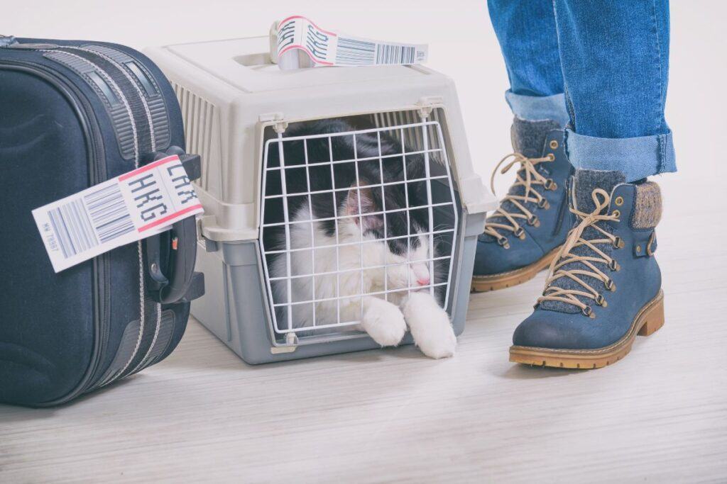 Gửi thú cưng đi máy bay cần lưu ý gì