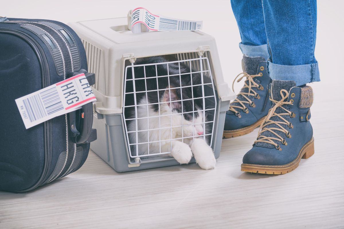 Gửi thú cưng đi máy bay cần lưu ý gì