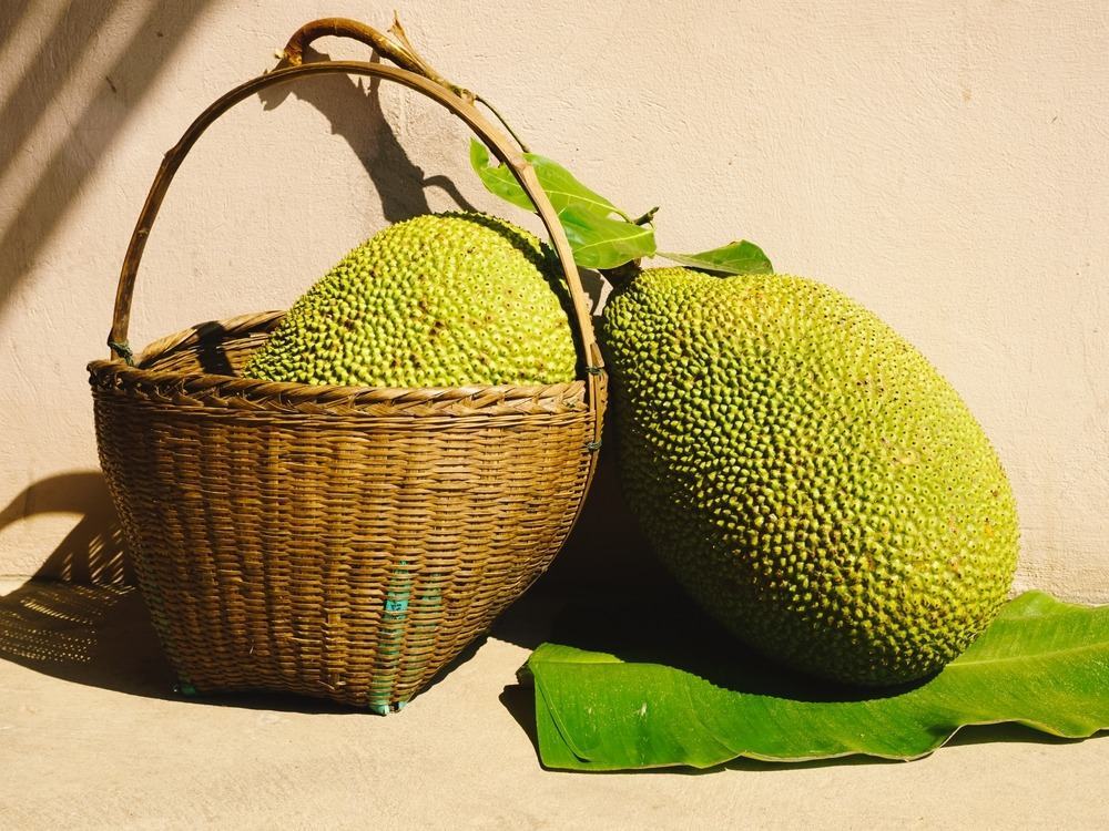 những loại trái cây ngâm rượu tốt cho sức khỏe là mít những loại trái cây ngâm rượu tốt cho sức khỏe là trái mít
